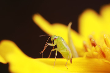Stink bug on green leaves, North China