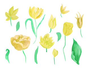 Watercolor set  yellow tulips with green leaves. Clipart collection of botanical spring flowers on white isolated background hand drawn. Design for weddings, gift cards,wrapping paper, textiles.