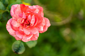 macro shot of beautiful peach colored rose in front of blurred background. natural background