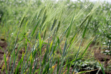 Wheat Growing in Agricultural Field