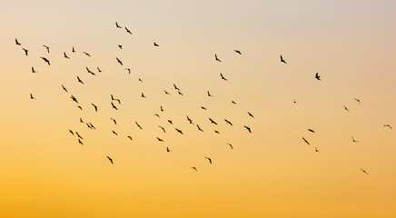 A flock of birds at dawn