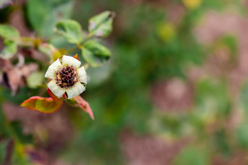 natural bud rose flower under sun light in the garden with a copy space. nature concept