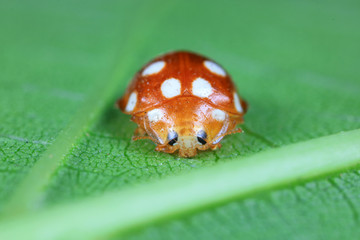 ladybug on green leaves, North China