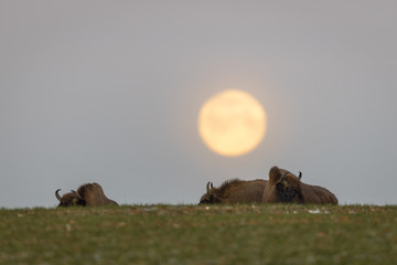Fototapeta na wymiar European bison - Bison bonasus in the Knyszyn Forest (Poland)