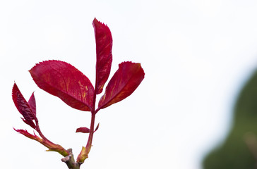 red leaves in a low angle shot on branches against white sky background. fresh concept