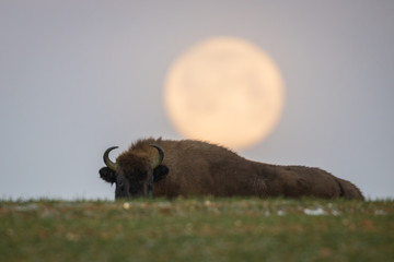 European bison - Bison bonasus in the Knyszyn Forest (Poland) © szczepank