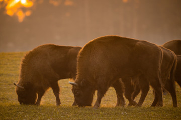 European bison - Bison bonasus in the Knyszyn Forest (Poland) © szczepank