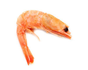 Red shrimp isolated on a white background