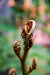 fern in the forest