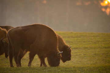 European bison - Bison bonasus in the Knyszyn Forest (Poland) © szczepank