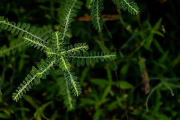 top view macro photography of wild plants with fog drops in the forest. wild and forest concept