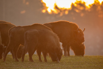 European bison - Bison bonasus in the Knyszyn Forest (Poland) © szczepank