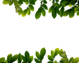 Green Tree branch isolated on white background