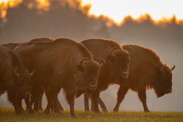 European bison - Bison bonasus in the Knyszyn Forest (Poland) © szczepank