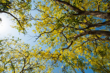 blue sky and yellow tree in autumn