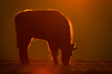 European bison - Bison bonasus in the Knyszyn Forest (Poland) © szczepank
