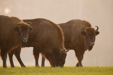European bison - Bison bonasus in the Knyszyn Forest (Poland) © szczepank