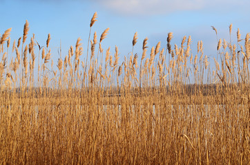 Dry reeds against a background of a river and blue sky
