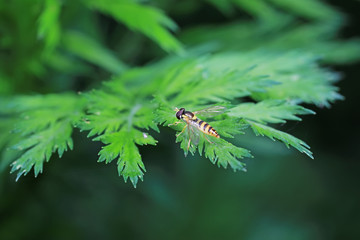 Syrphidae in natural state, North China