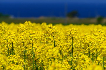 菜の花畑と陸奥湾。横浜、青森、日本。5月中旬。