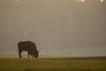 European bison - Bison bonasus in the Knyszyn Forest (Poland) © szczepank