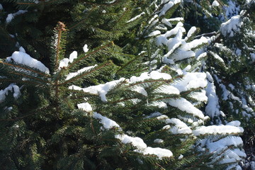 Bright green foliage of spruce covered with snow in winter