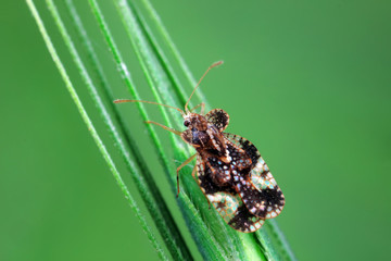 Stink bug on green leaves, North China