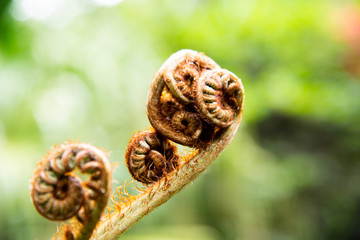 fern in forest nature