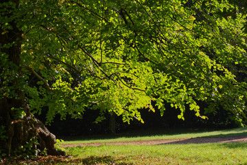Naklejka premium Tree leaves in sunlight