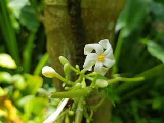 Flower of Papaya (Carica papaya) Caricaceae family. Amazon, Brazil