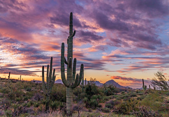 Large Saguaro Cactus At Early Morning Near Phoenix