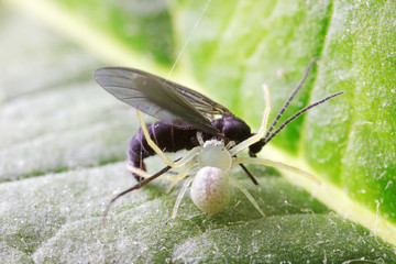 Crab spider preys on mosquitoes, North Chin