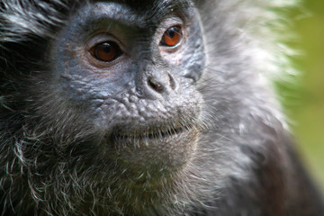 Langur de Java adulte en gros plan