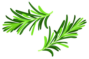 Sprig of green rosemary. Isolated on white. Culinary herb. Spice for cooking. Organic ingredient for flavoring dishes. Flat vector design