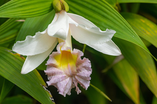 Sobralia mirabilis orchid blooming, with green leaves background