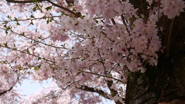 Close Up of Japanese Cherry Blossoms in full bloom in Spring