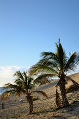 Palm trees on the breathtaking beach Playa del Matorral. Morro Jable, Jandia beach. Fuerteventura, Canary Islands, Spain 