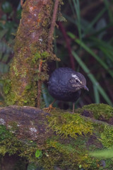 view of a beautiful bird in nature