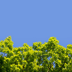 Obraz premium Green foliage against a clear sky, blue sky and tree crowns