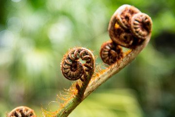 fern in forest plant