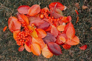 Fallen autumn red leaves on the grass. Background. Autumn.