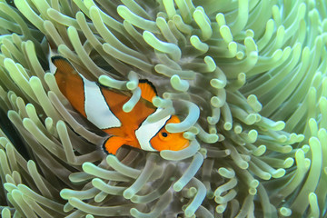 Nemo