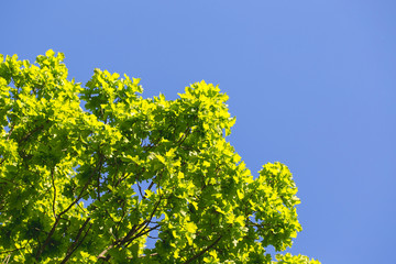 Green foliage against a clear sky, blue sky and tree crowns