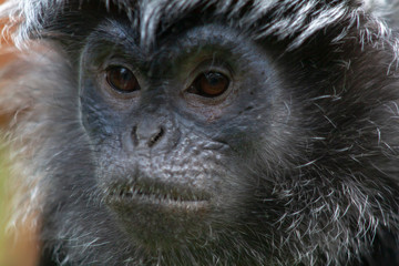 Langur de Java adulte en gros plan