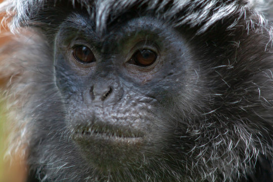Langur de Java adulte en gros plan