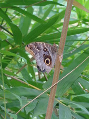Fototapeta premium Schmetterlinge
