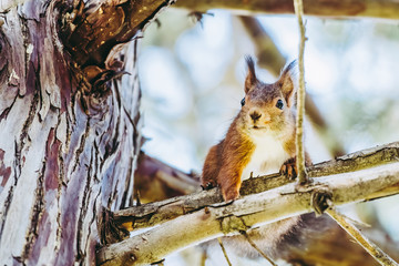 Naklejka na ściany i meble Portrait d'un écureuil roux dans les branches d'un arbre