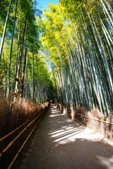 Arashiyama Bamboo Forest in Southern Kyoto Japan