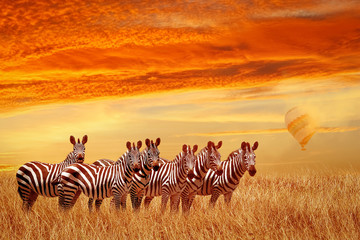 Group of zebras in the African savannah against the beautiful sunset and balloon. Serengeti...