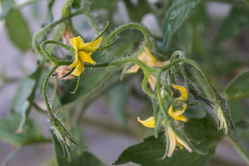 Tomato plant blooming close up of the yellow flowers.